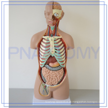 PNT-0311 modelo de corpo humano tamanho 85 cm vida